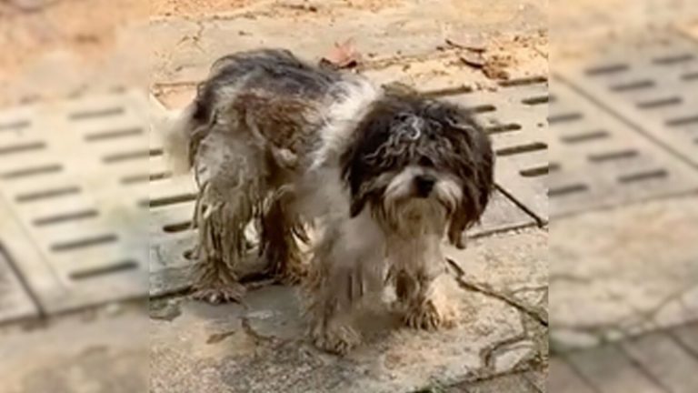 desperate dog covered in mud