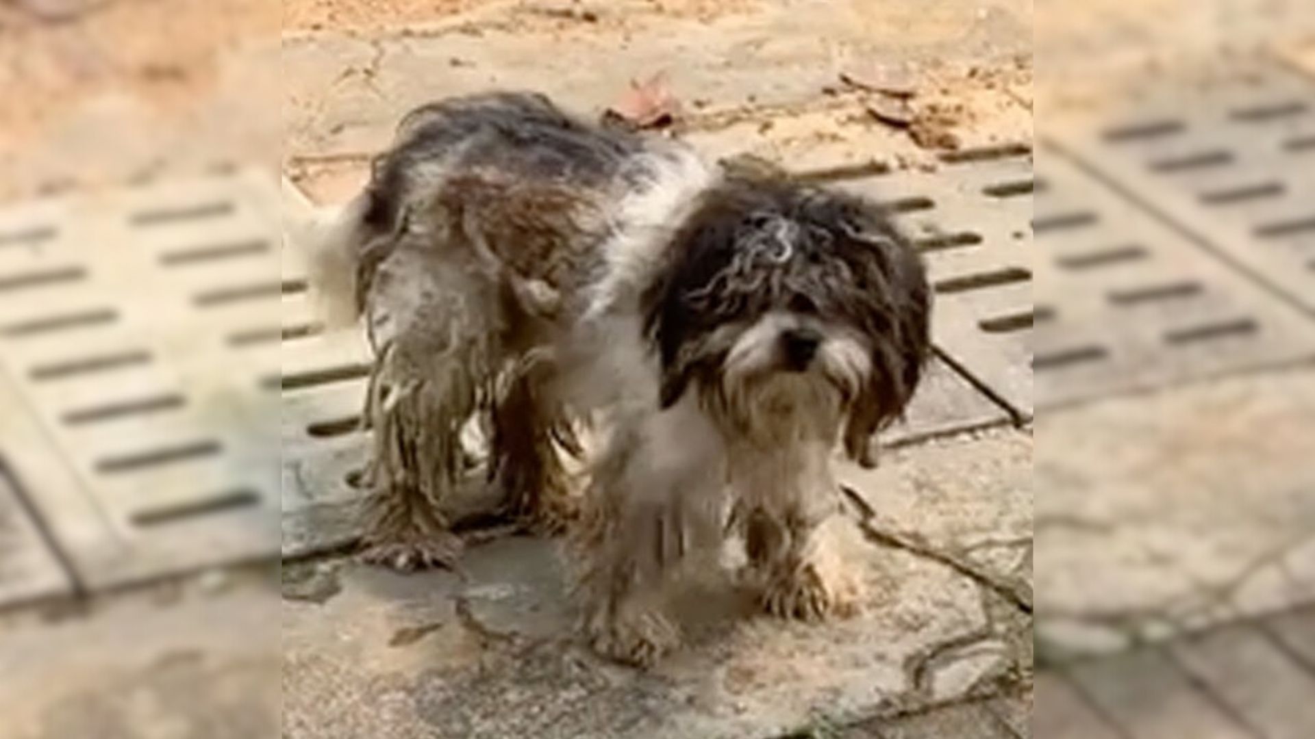 Abandoned Dog Endures Months Of Neglect Covered In Mud In Harsh Conditions