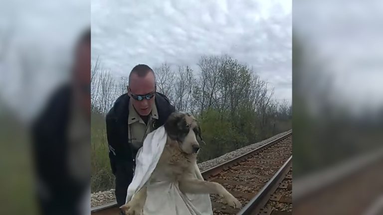 officer and dog on a rail