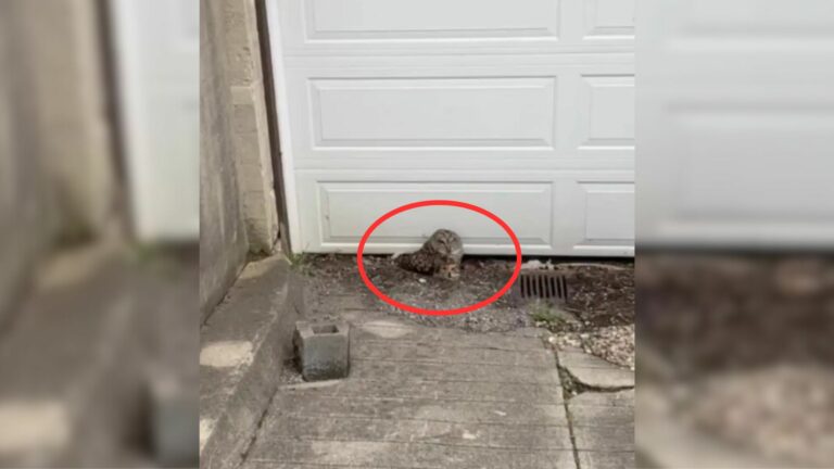 Owl near garage doors