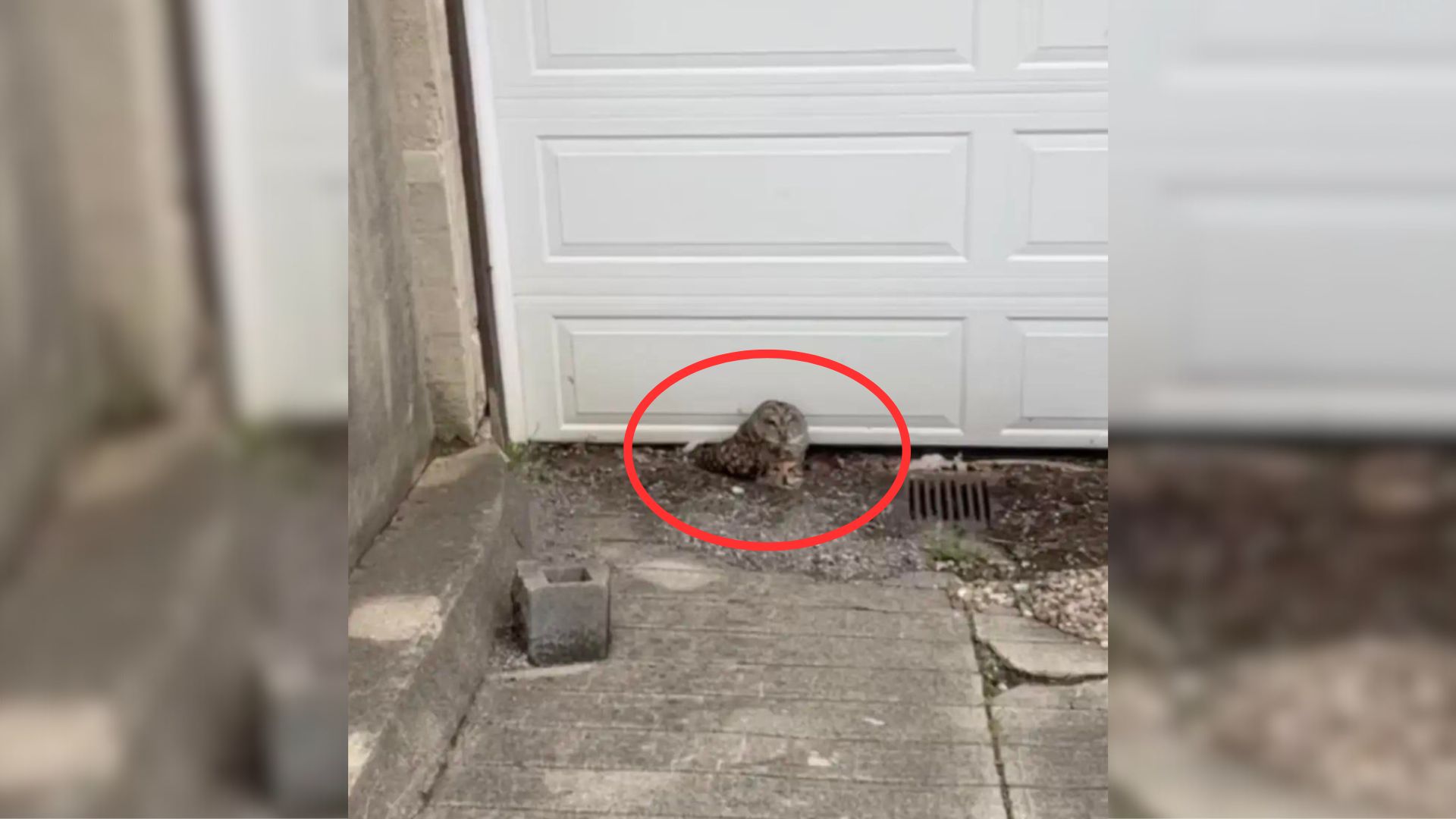 Ohio Plumber Was Shocked When He Realized That A Feathery Clump Had A Pair Of Glowing Eyes
