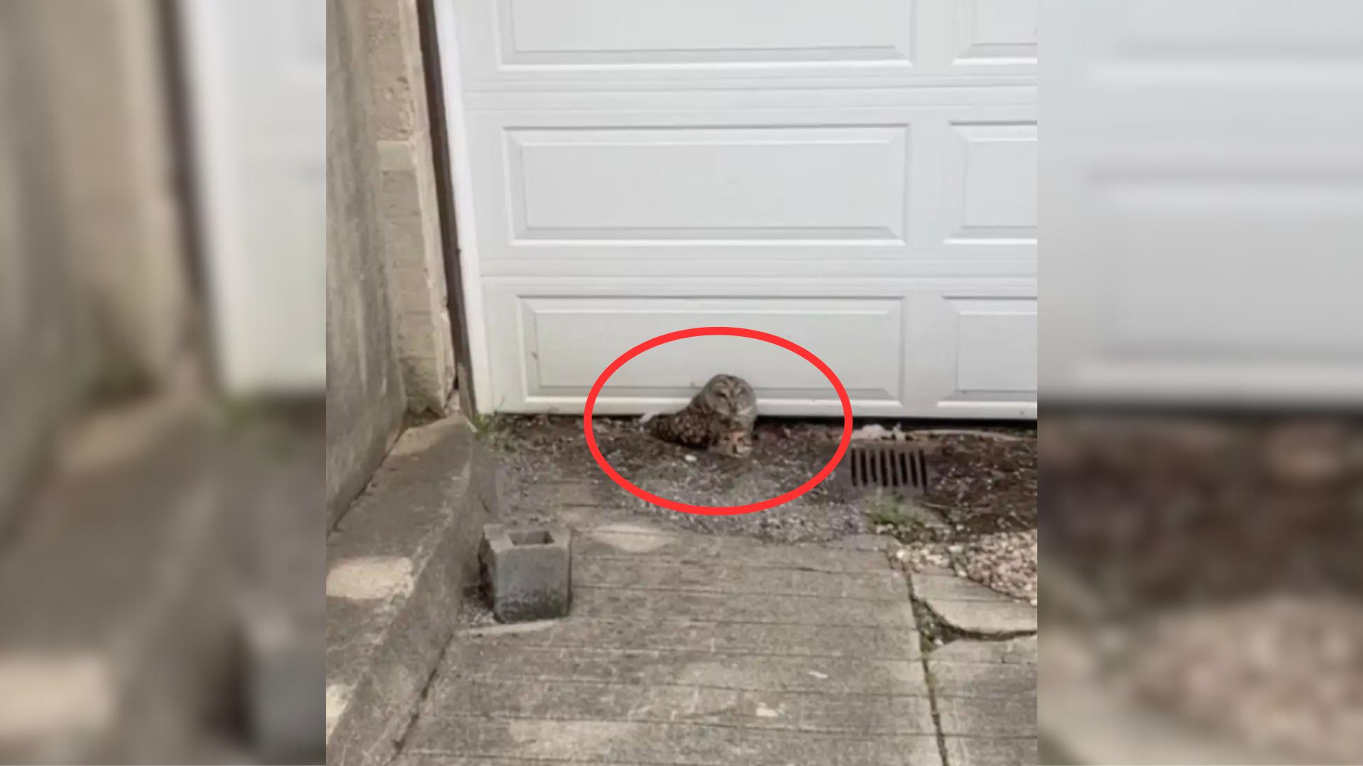 Owl near garage doors
