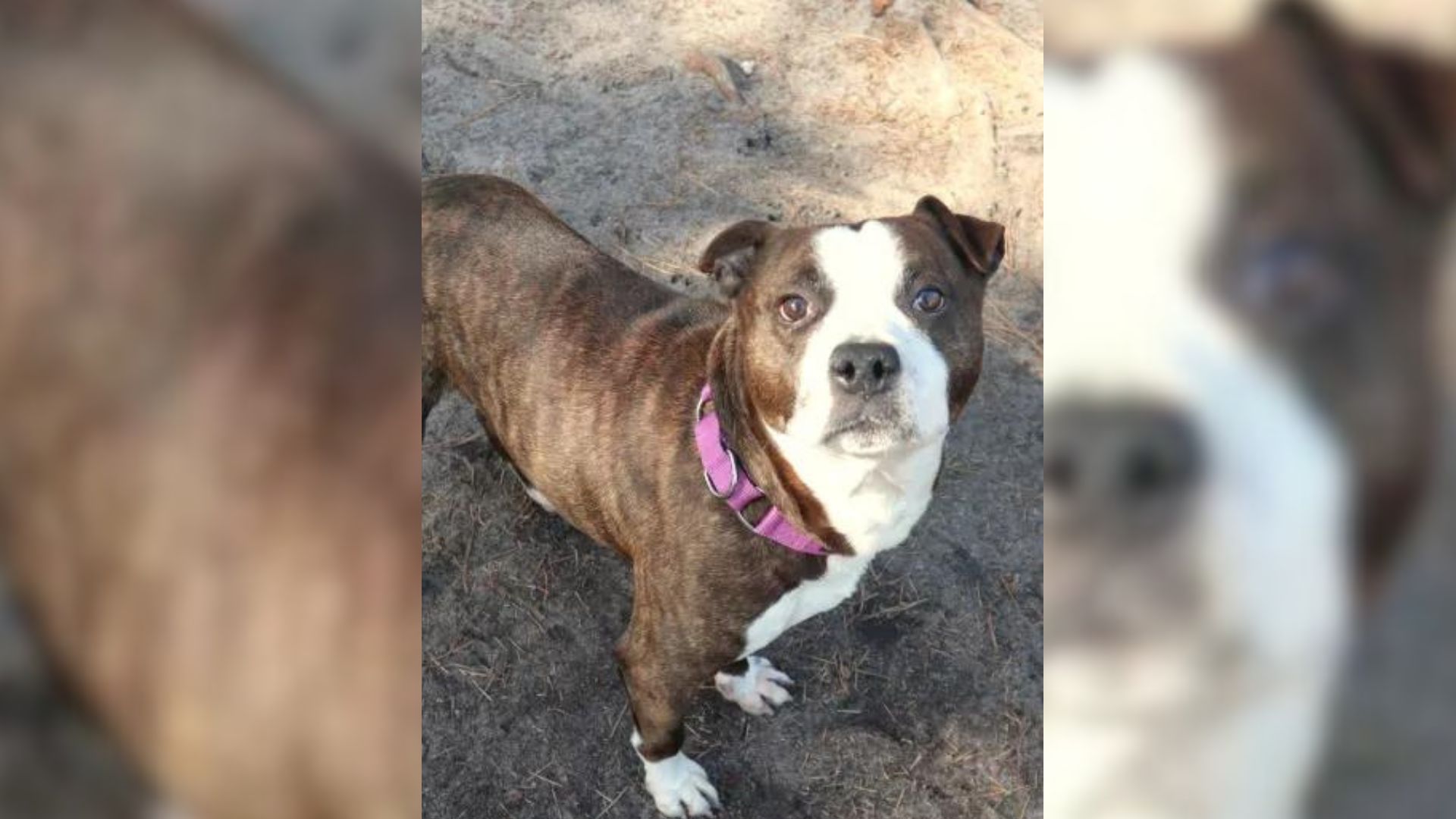 Once Abandoned Pit Bull Now Living The Best Life Making Senior Citizens Happy
