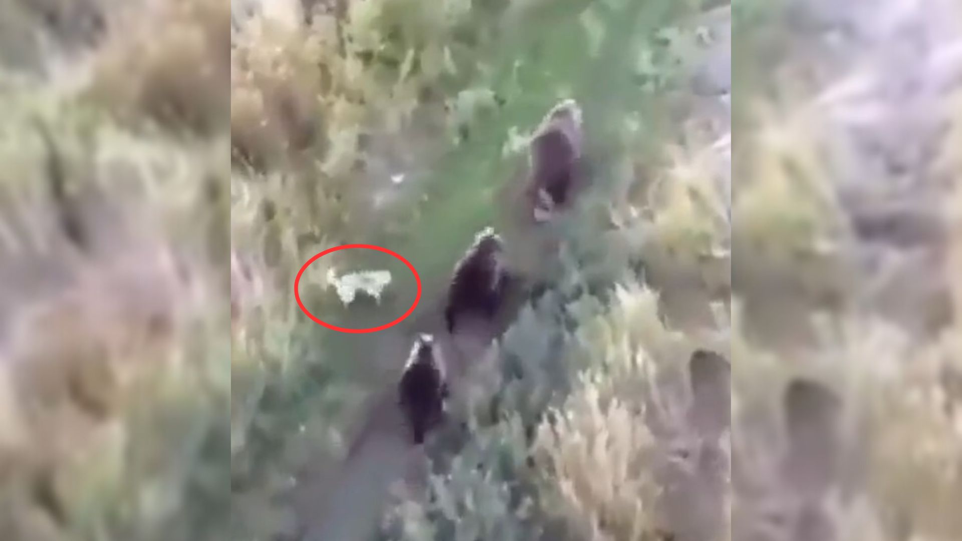 Owners Were Shocked When The Drone Discovered Their Lost Husky Hanging Out With Bears