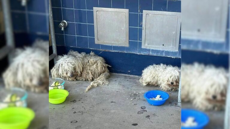 Heartbroken puppies