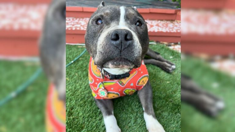 senior pittie lying on grass