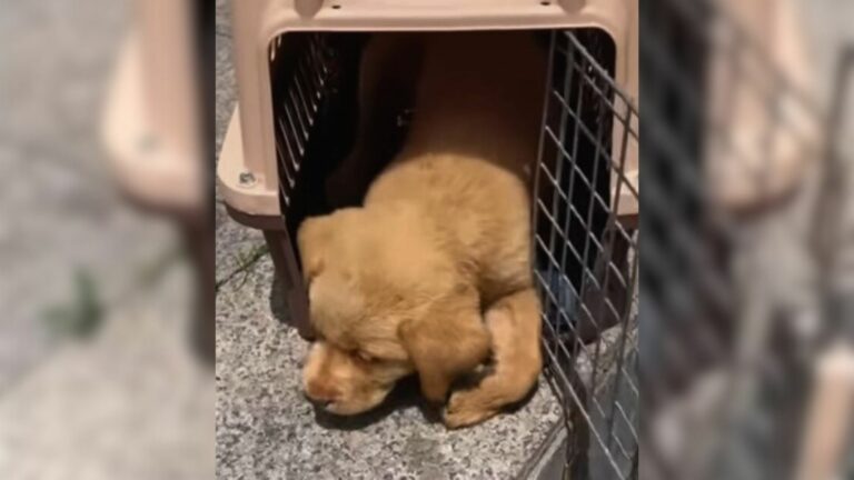 paralyzed puppy in a carrier
