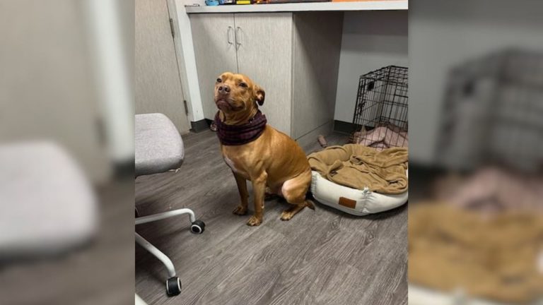 Adopted dog