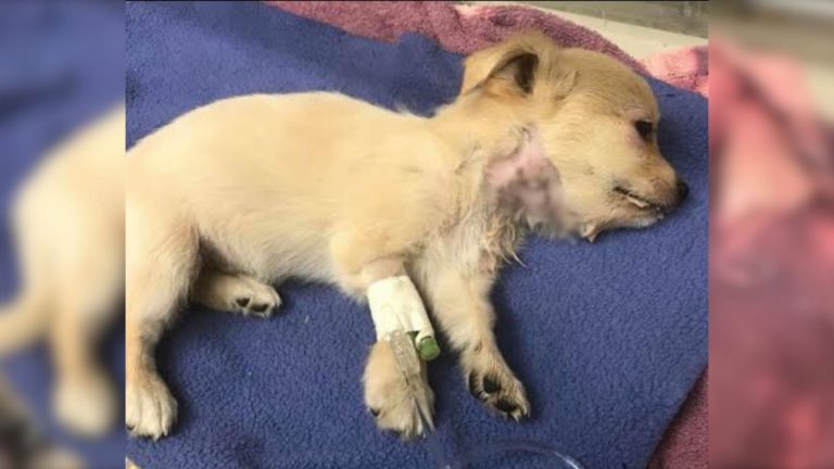 puppy desperate for help