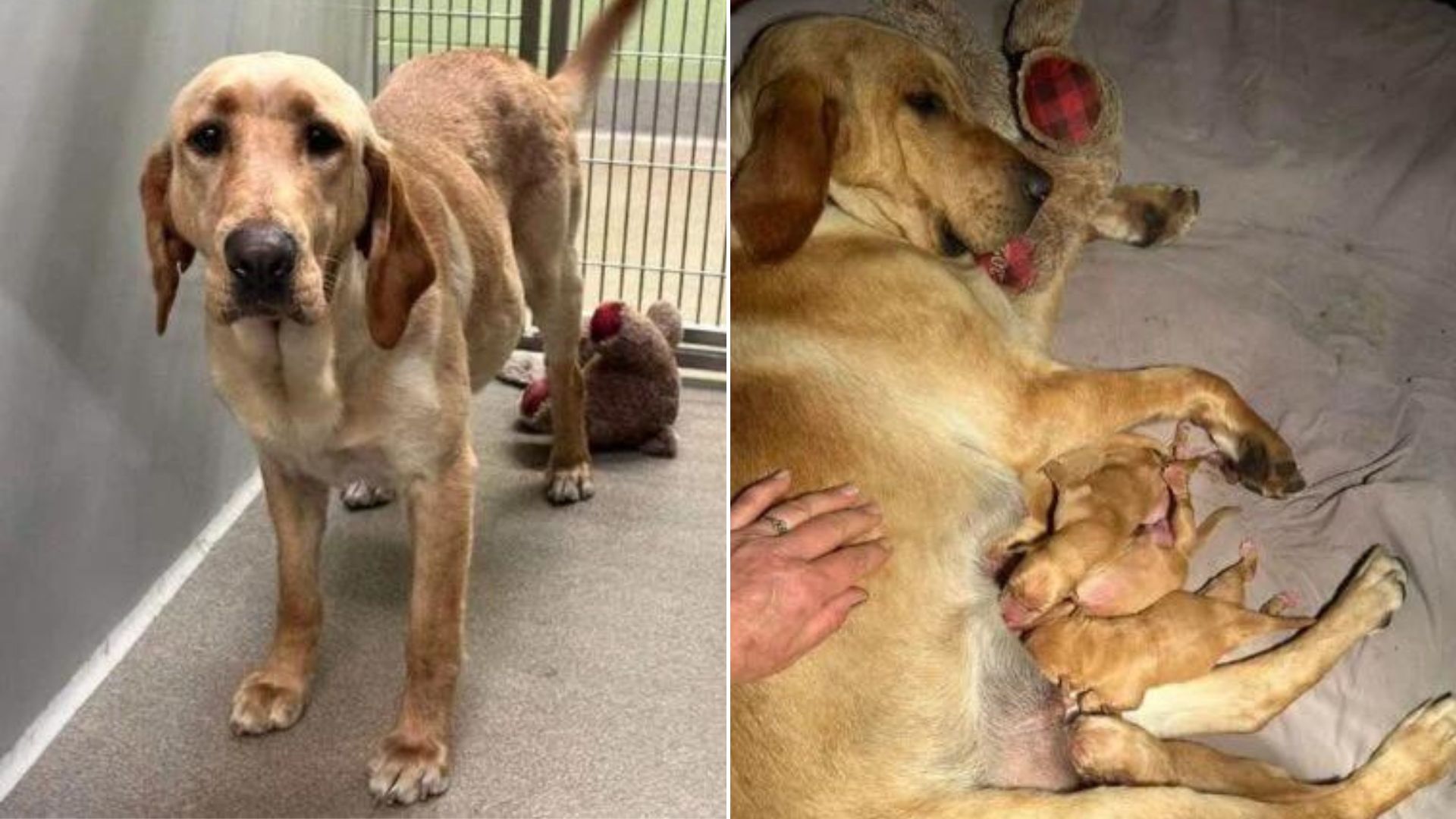 Staff Heartbroken To Find A Pregnant Pup Tied To Their Shelter Hugging Her Beloved Teddy Bear