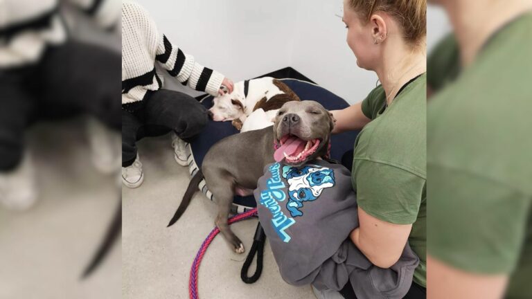 reunited dogs