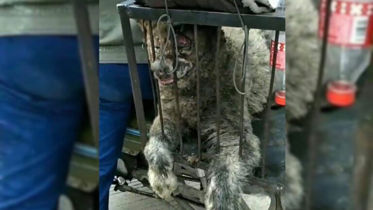injured dog in a cage