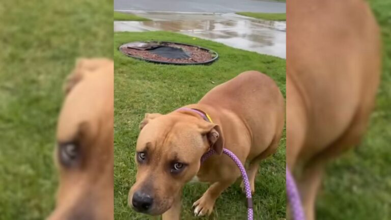 abandoned pregnant dog in rain