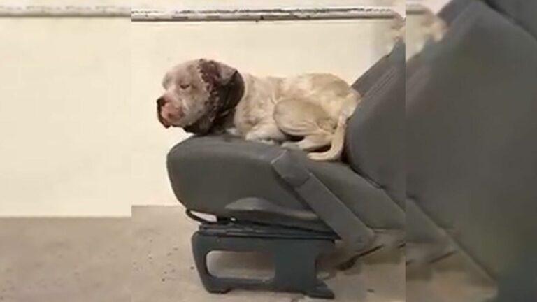 Injured dog