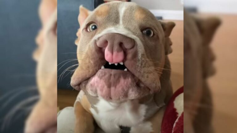 dog with deformed mouth