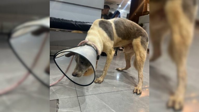dog wearing a cone