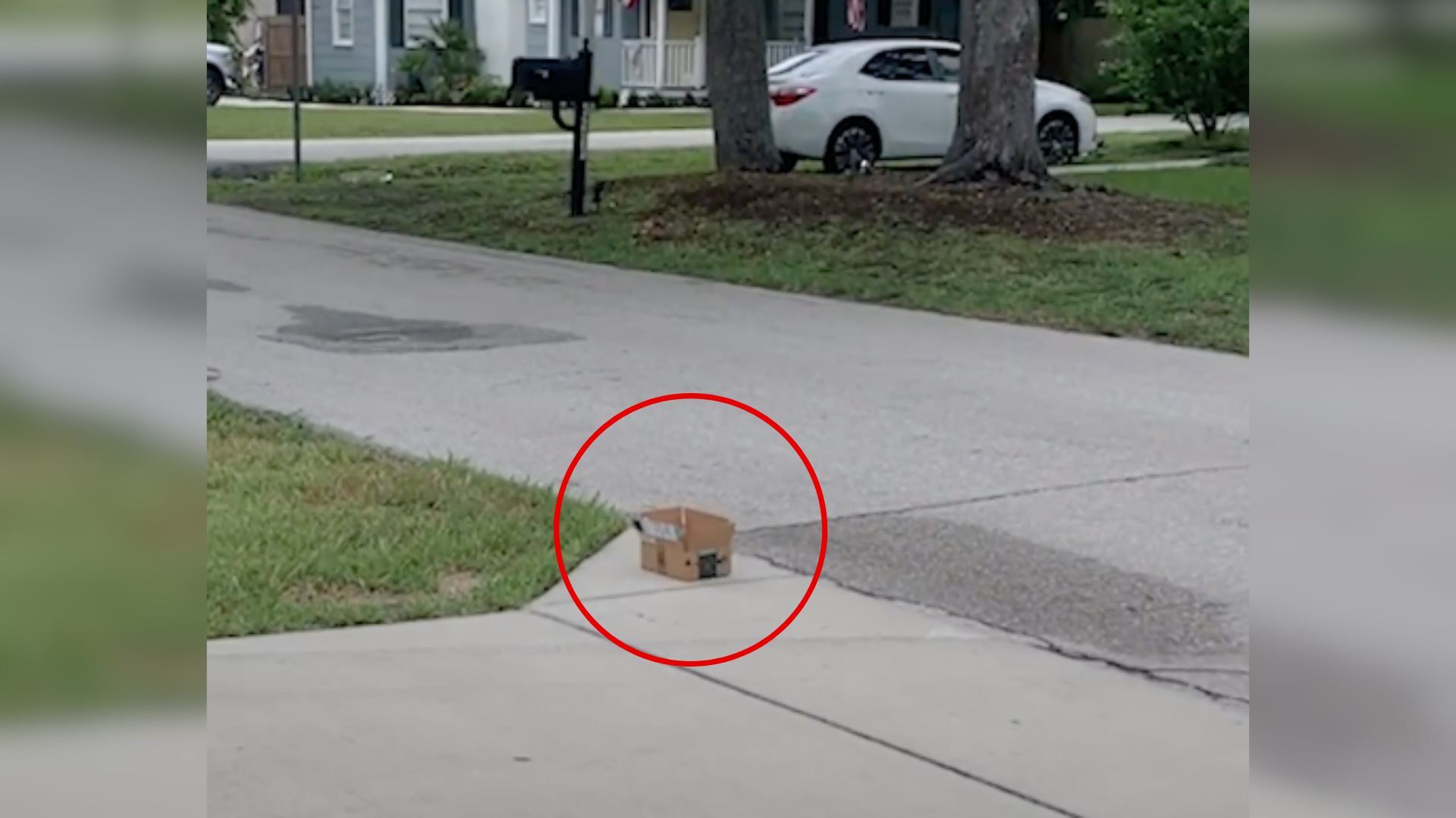 California Rescuers Found A Box On The Curb And Were Shocked After Looking Inside It