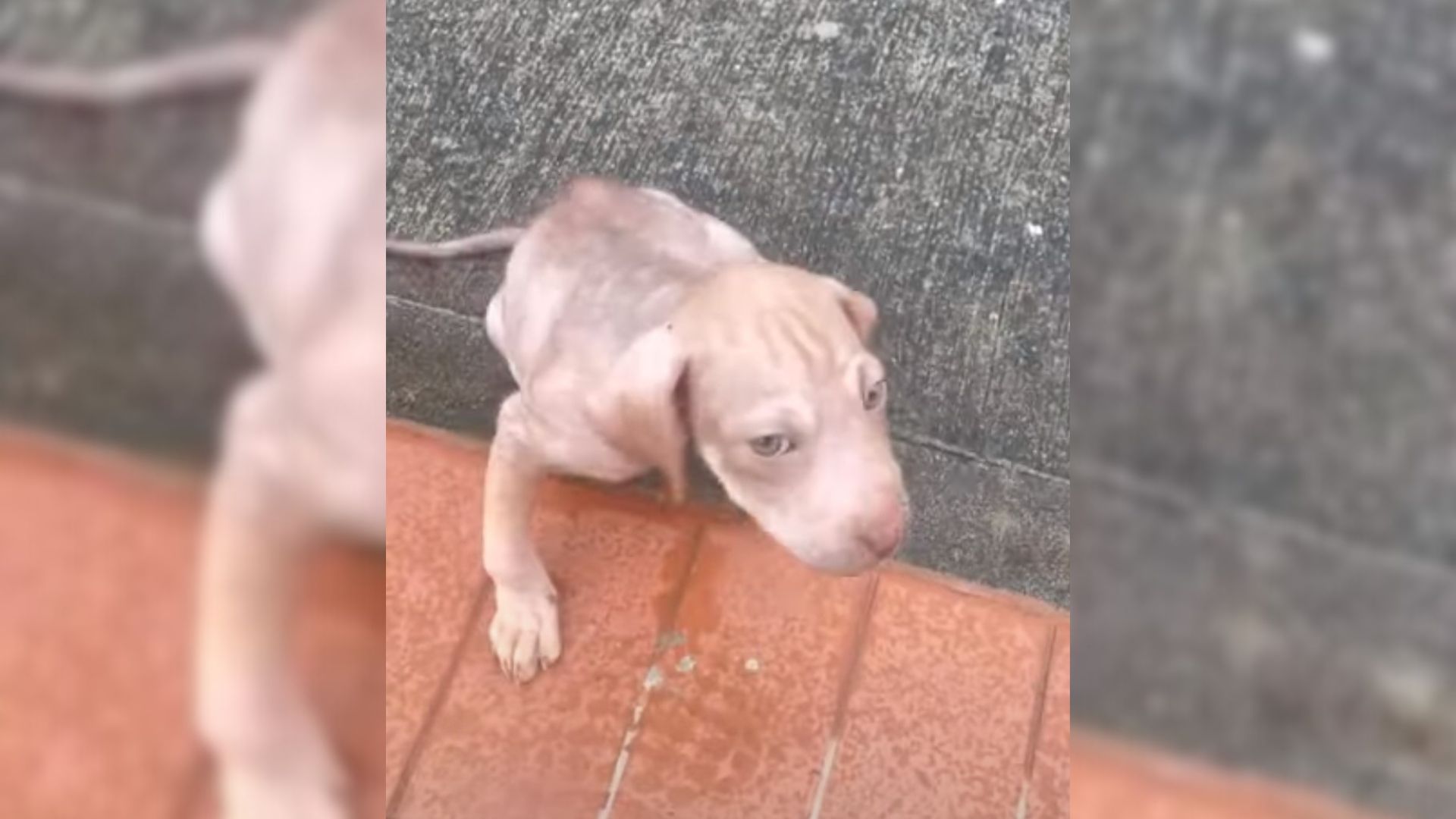 Rescuer Heartbroken To Find An Abandoned Puppy Hugging His Disabled Sister And Begging For Help