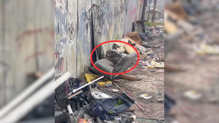 dog on pile of garbage