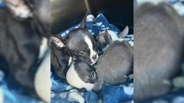 rescued puppies