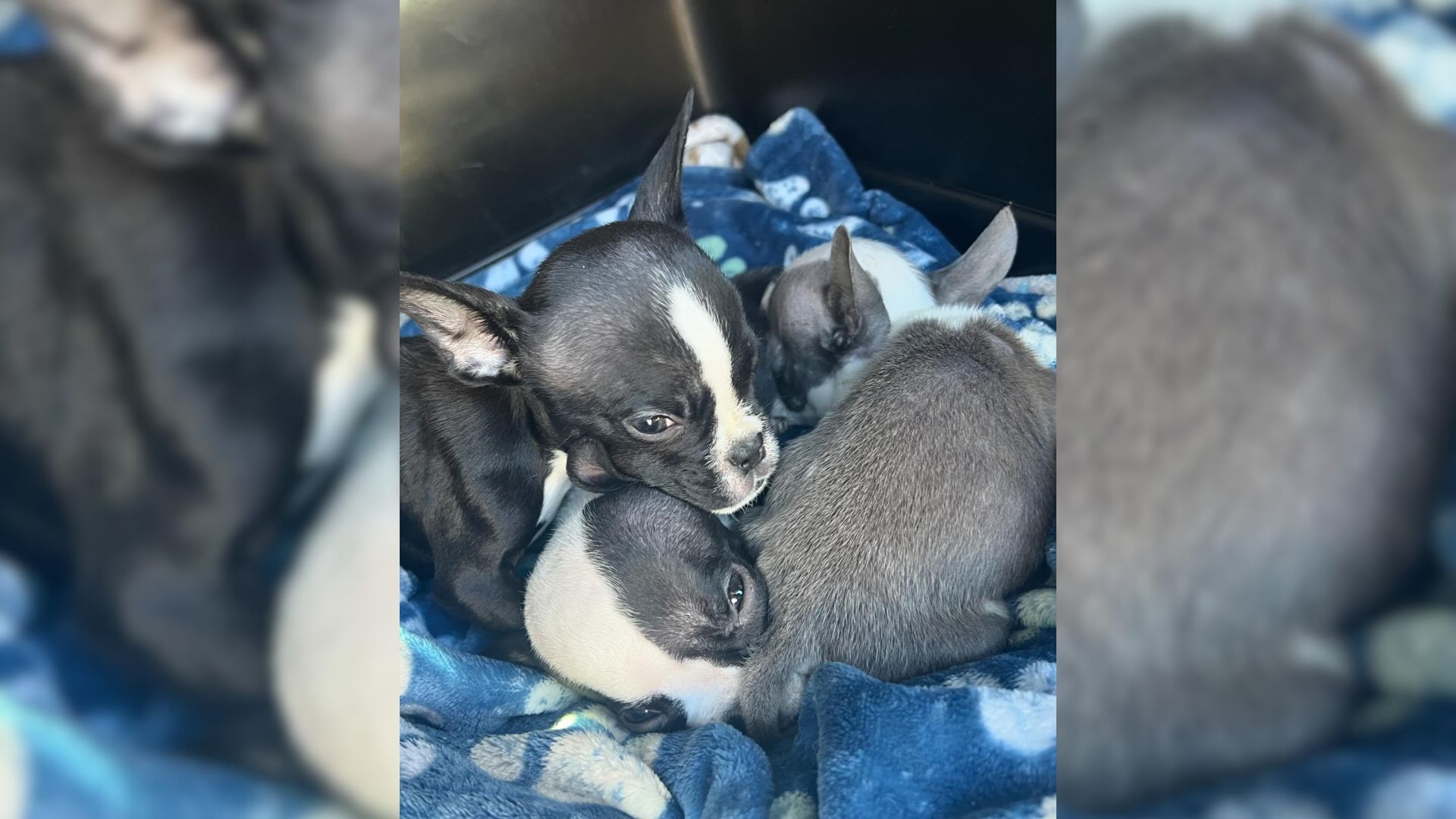 rescued puppies