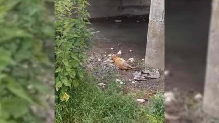 injured dog lying under a bridge