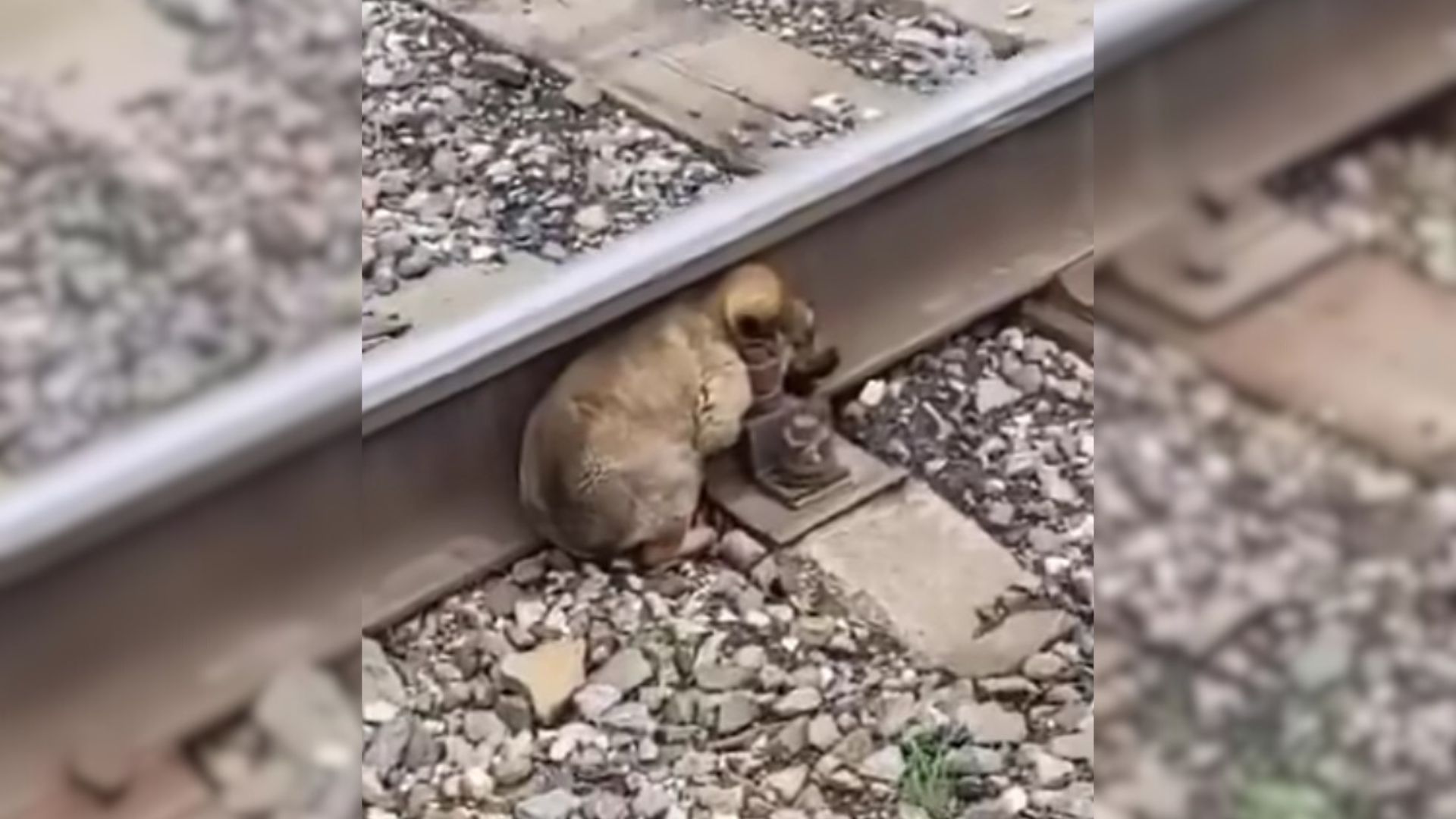 3 week old puppy on a railway
