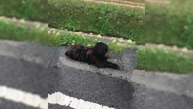 Dog laying near road