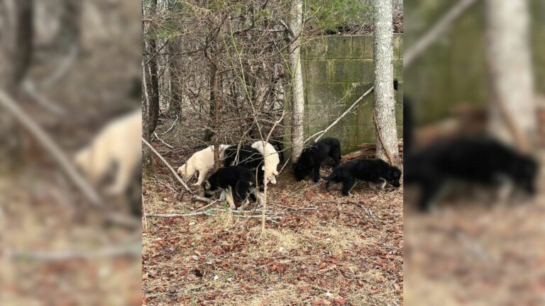 rescuers found eleven puppies