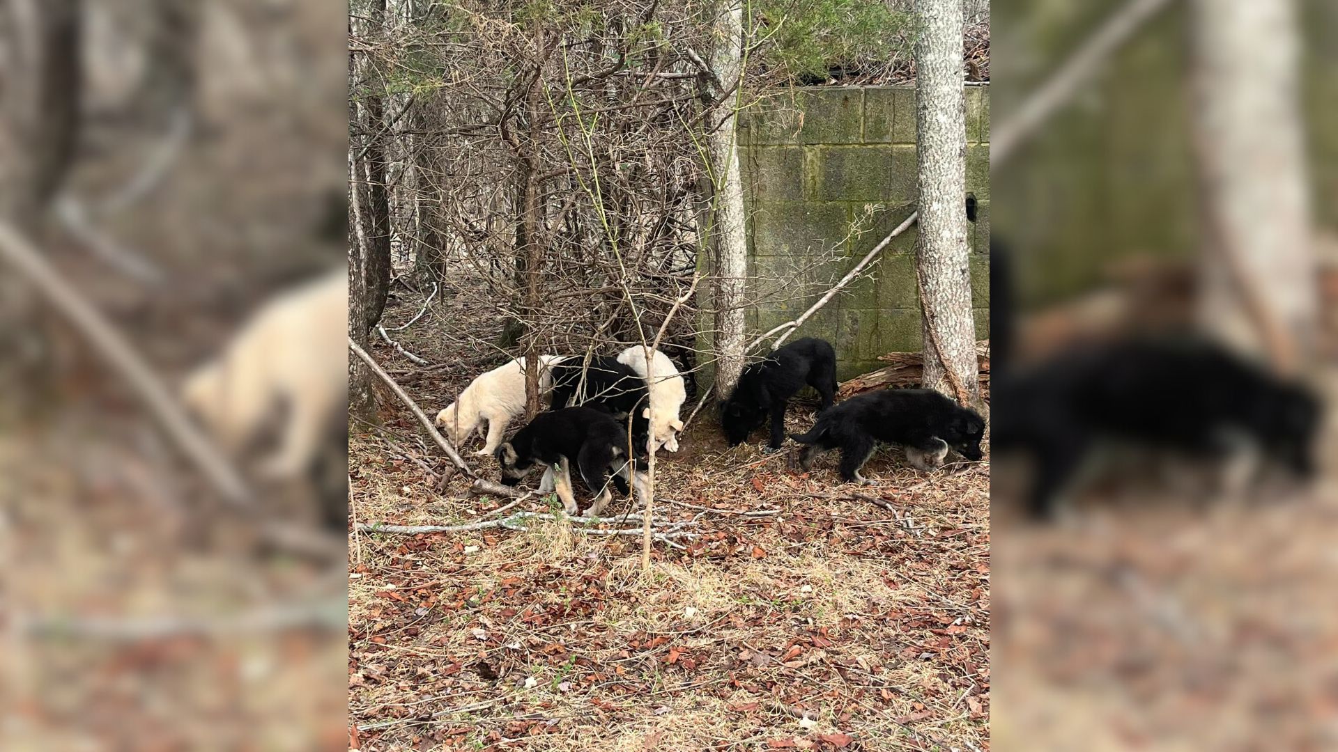 Rescuer Discover 11 Shocking Furballs In Need, Stranded Deep In Virginia Woods