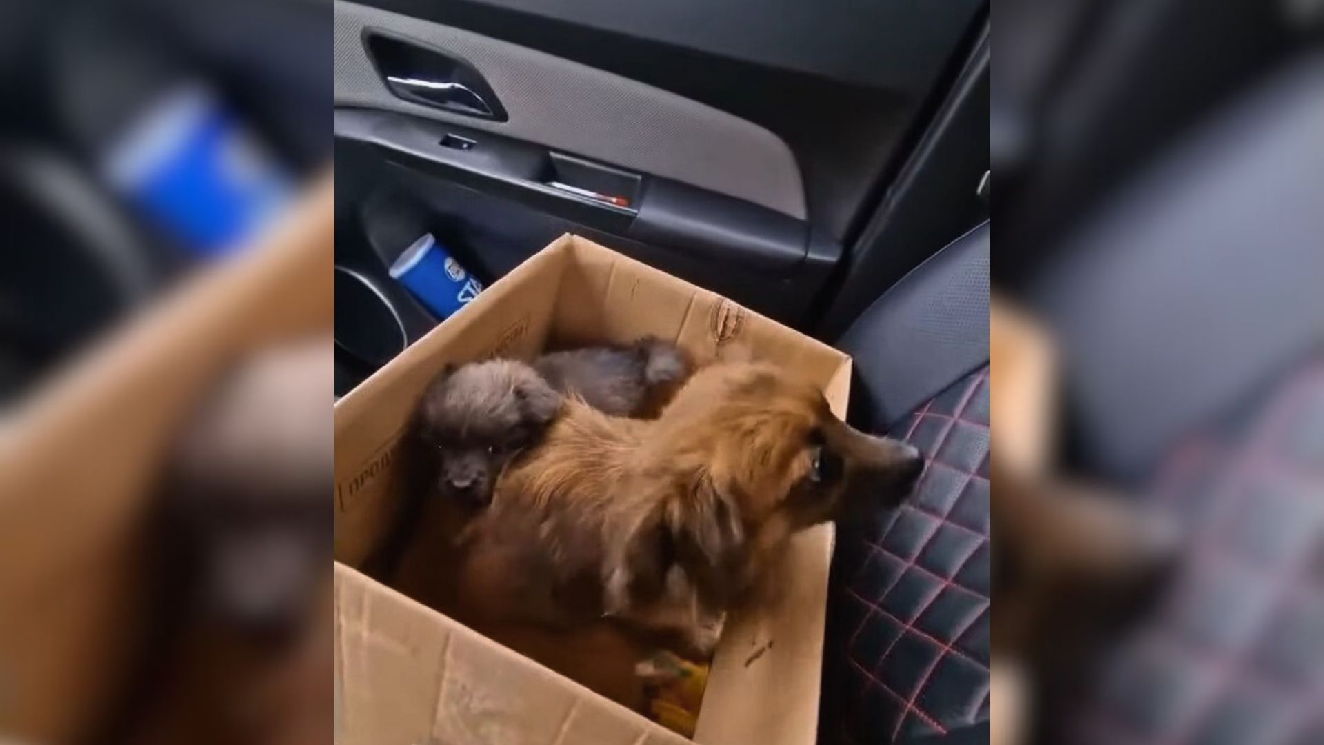 Small Dog Family Abandoned In Front Of A Building Rejoices When They Meet Their Amazing Rescuers