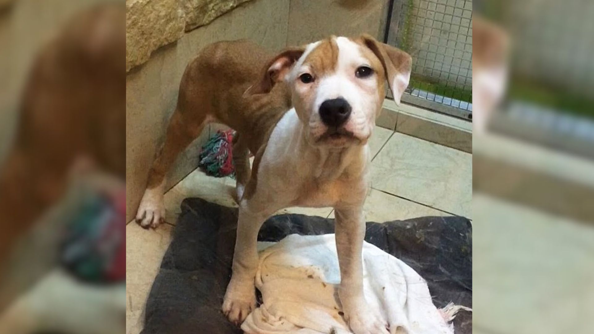 Anxious Dog Who Lived Her Life In A Dirty Cage Finally Learns Freedom Around Her New Humans