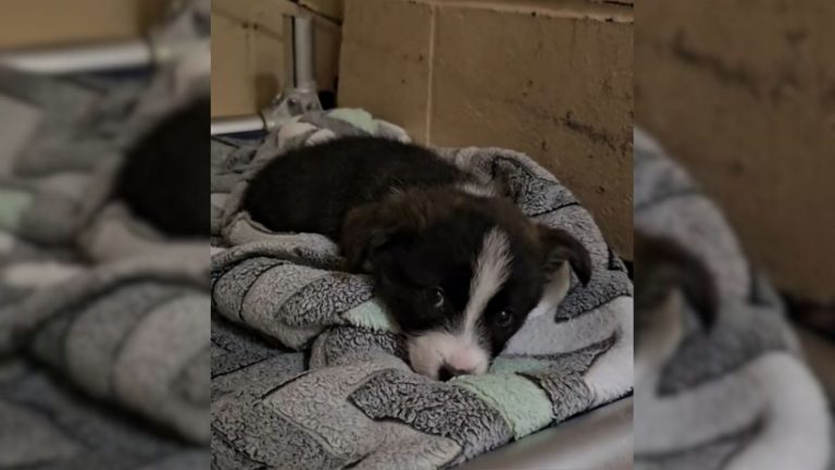 sad puppy in shelter alone