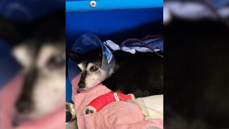 senior dog got recovered