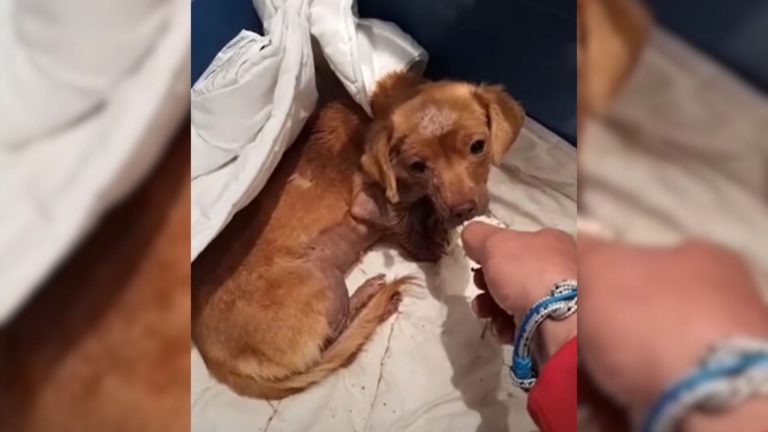 abused puppy being found