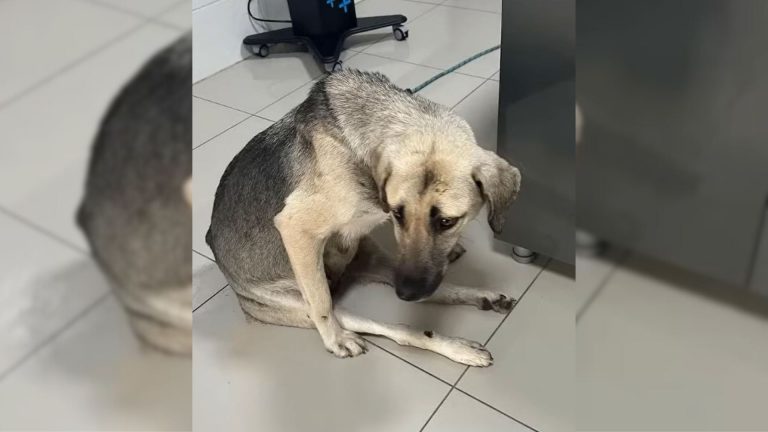 mama dog found motionless