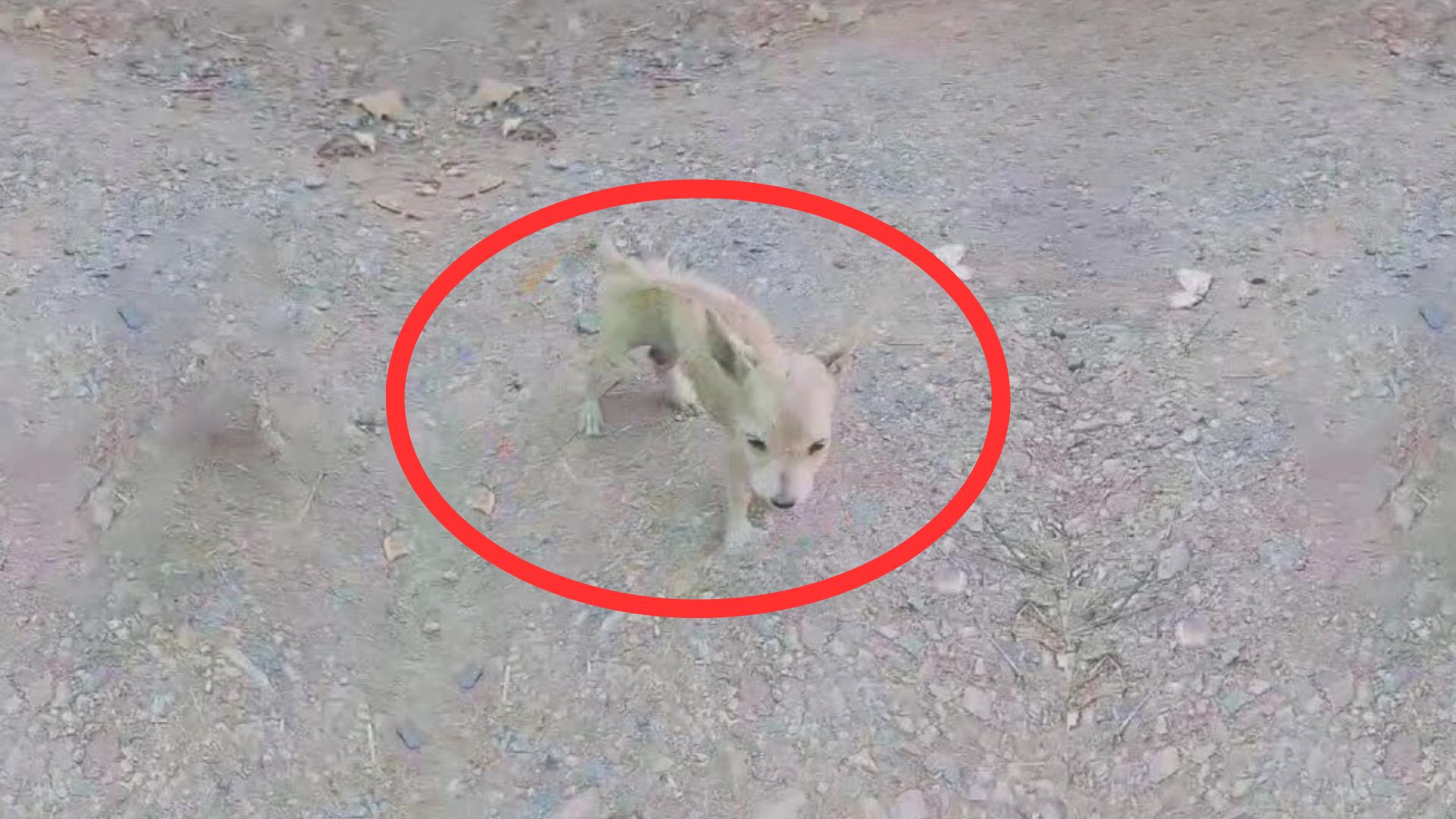 Severely Malnourished Puppy Dumped On The Streets Makes An Incredible Transformation