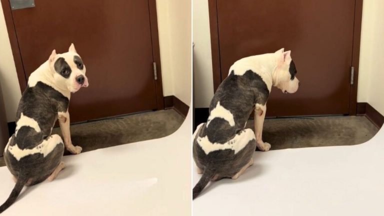 shelter dog waiting for adoption