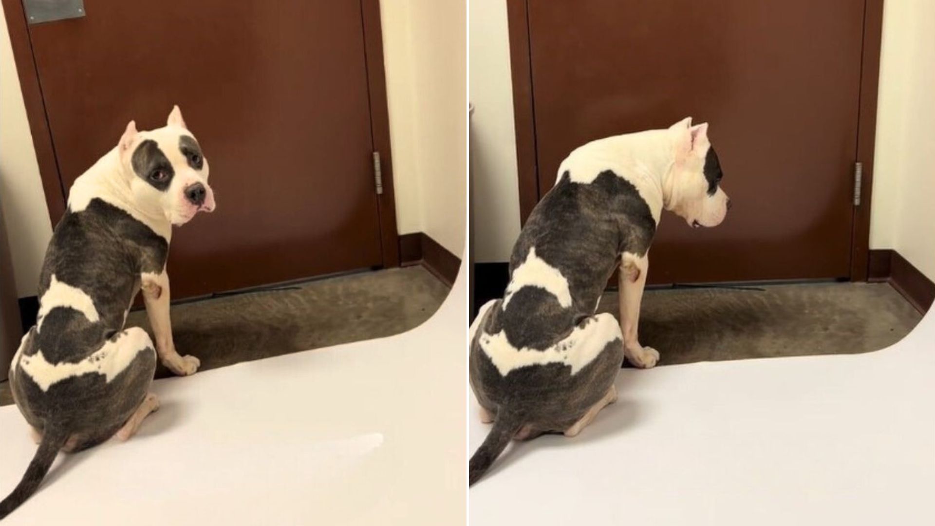 Shelter Dog Sits By The Door Waiting For Someone To Save Him While Time Runs Out  