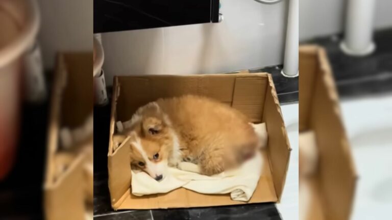 dog lying in a cardboard box