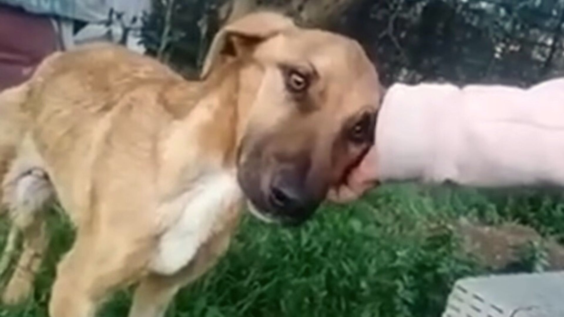 Starving Dog Who Desperately Needed Help Begged His Rescuer To Save Him