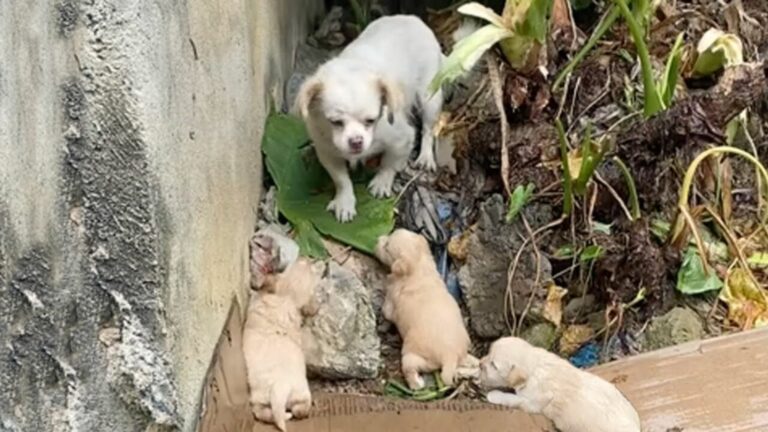 starving dog and puppies