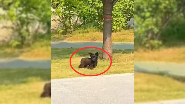 Stray black dog