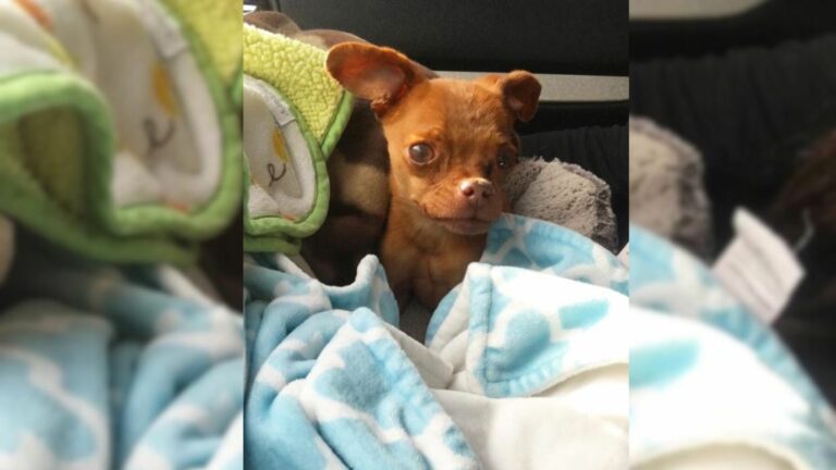 stray dog with breathing issues