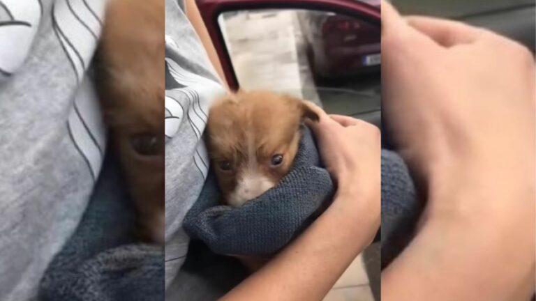 struggling puppy on the road