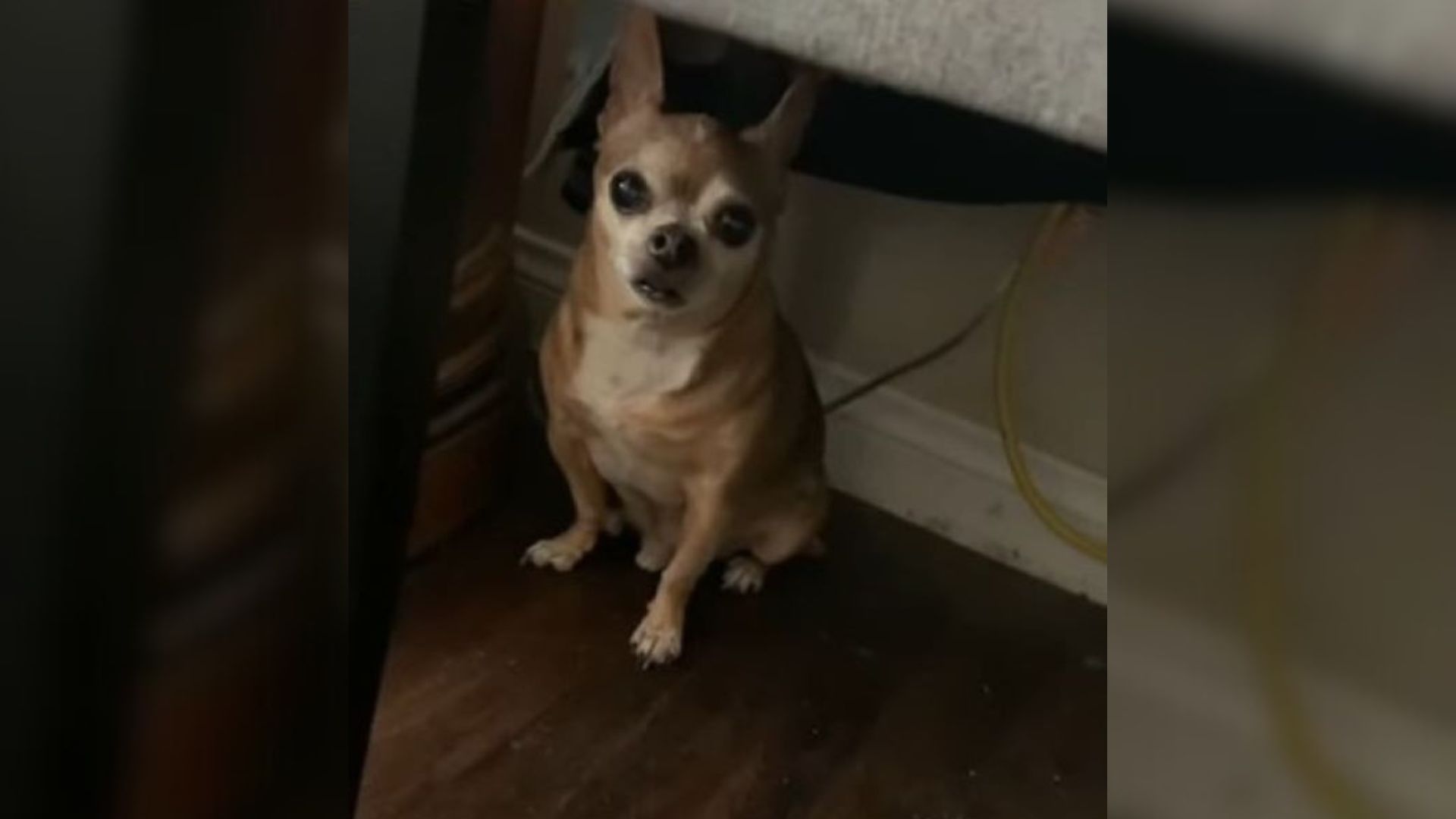 photo of a sad chihuahua