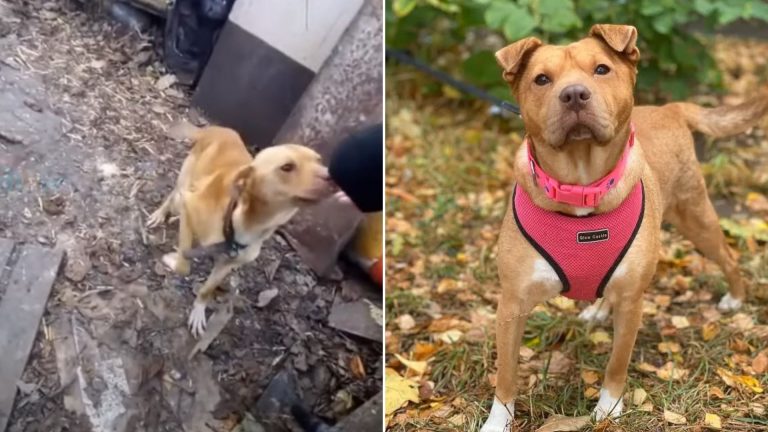 rescued dog from the chains