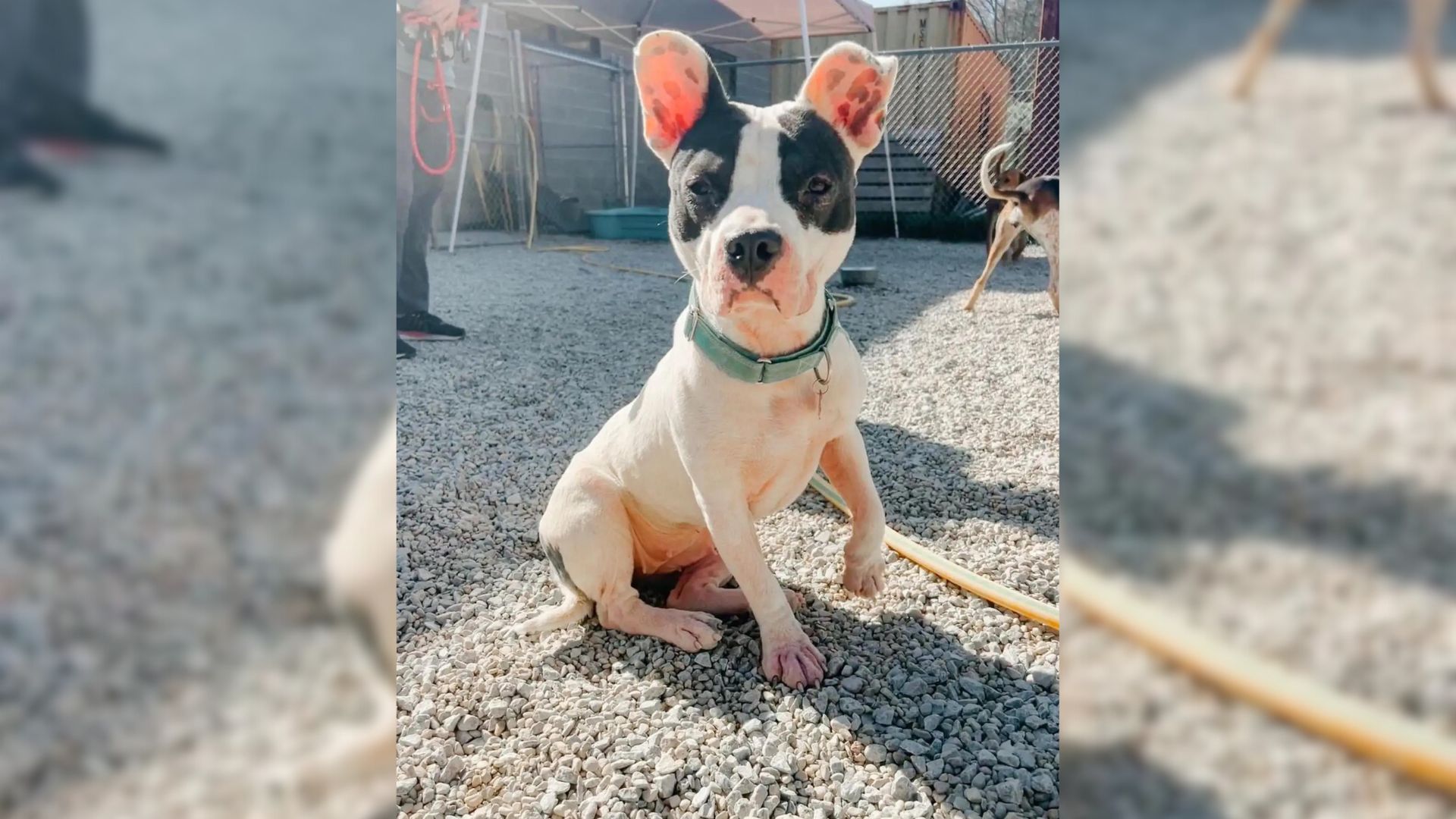 Sweet Pup Who Was Returned To The Shelter Numerous Times Can’t Stop Shaking In Her Kennel