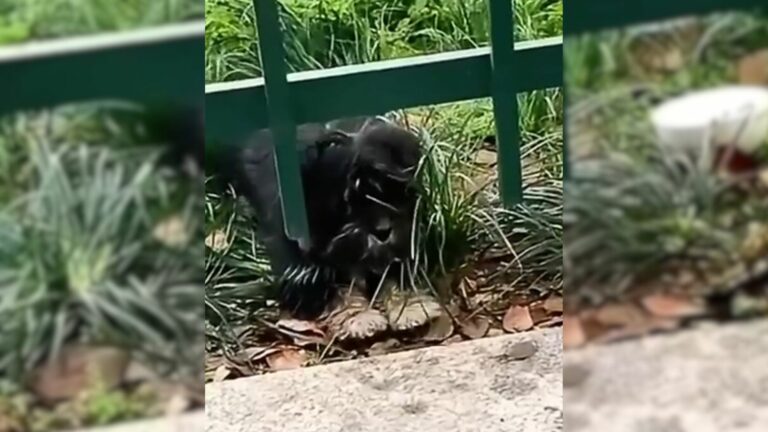 puppy gets happily ever after