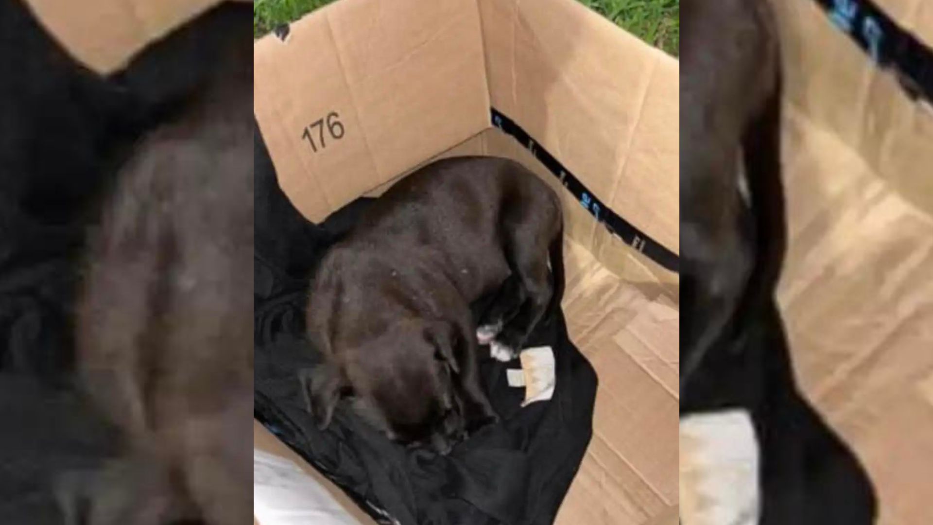 Rescuers From Texas Saved A Pup Who Had Serious Health Issues And Gave Her A New Chance